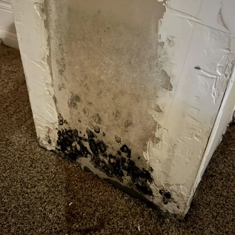 Professional Mold Removal in North Conway, NH